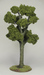 Deciduous tree over 12 cm