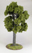 Deciduous tree up to 12 cm